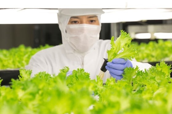 High-tech salaatteja kasvattamassa