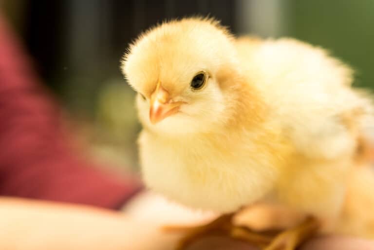 IEC-standardit huolehtivat tämänkin laitteen turvallisuudesta